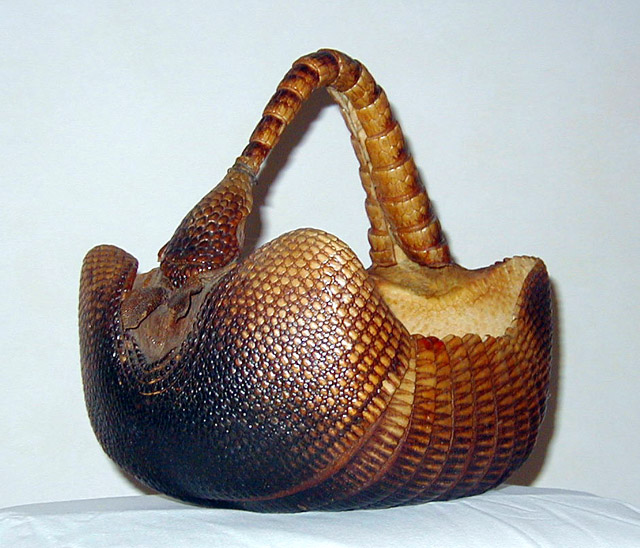 Armadillo Carapace