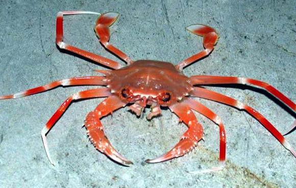 "This crab [size not indicated] was collected from deep in the ocean.
