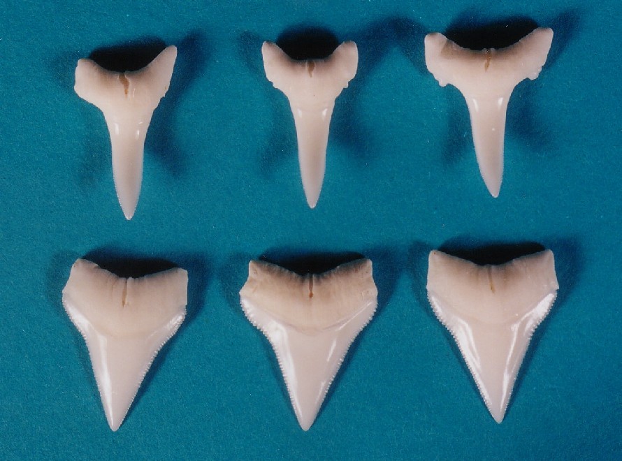 shark teeth images. B. Teeth. White tip shark