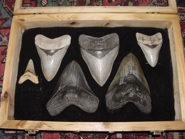 Fossil sharks' teeth (upper middle one, height ~15.5 cm) from pre-Neogene 